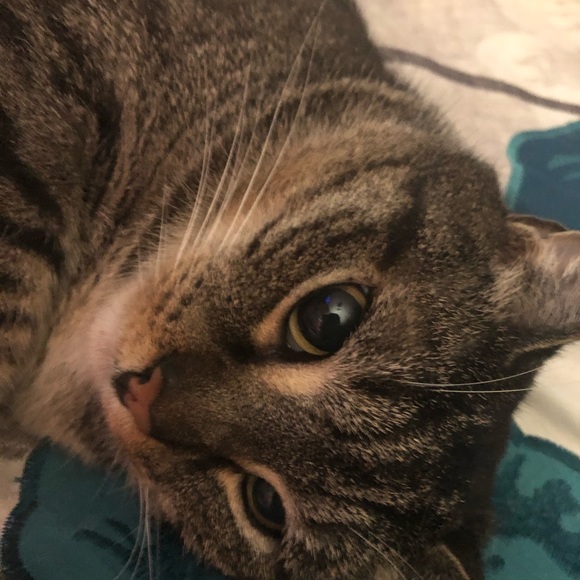 Meet your Posher, Hollie - Picture 1 of 1